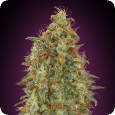 Advanced  Cannabis  Seeds  Zkittlez  Fast  Version