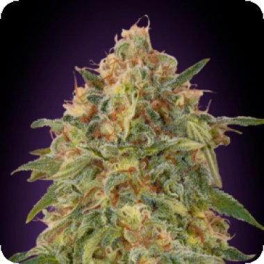 Advanced  Cannabis  Seeds  Zkittlez