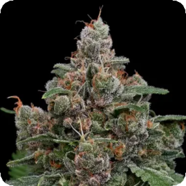 Anesia Cannabis Seeds Sun Of A Peach
