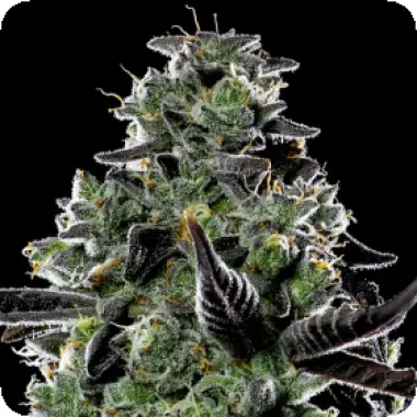 Anesia Cannabis Seeds Violet Face Auto