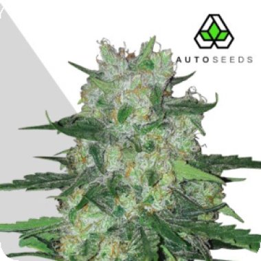 Auto Cannabis Seeds Ak47 Auto