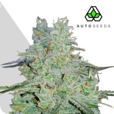 Auto Cannabis Seeds Amnesia Haze Auto