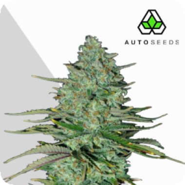 Auto Cannabis Seeds Apple Fritters Auto