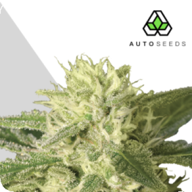 Auto Cannabis Seeds Auto 1