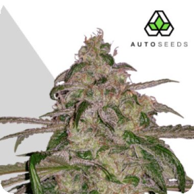 Auto Cannabis Seeds Auto Moonrocks