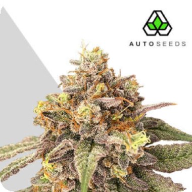 Auto  Cannabis  Seeds  Auto  Pink  Runtz