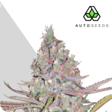 Auto Cannabis Seeds Berry Ryder