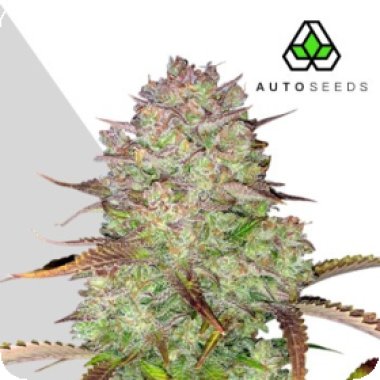 Auto Cannabis Seeds Blue Dream Auto