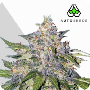 Auto Cannabis Seeds Blueberry Auto