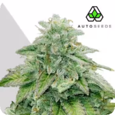 Auto Cannabis Seeds Bruce Banner Auto