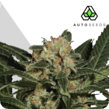 Auto Cannabis Seeds Candy Kush