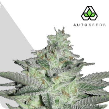 Auto Cannabis Seeds Diesel Berry