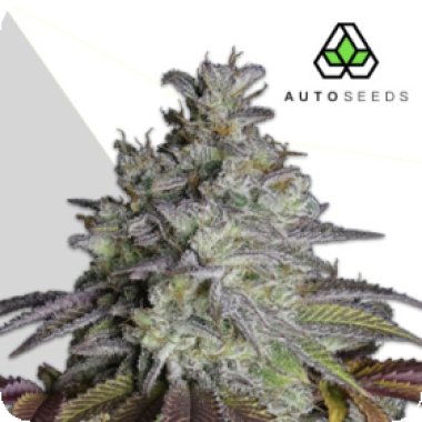 Auto Cannabis Seeds Do Si Dos Auto
