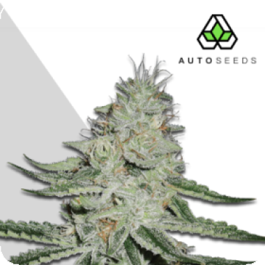 Auto Cannabis Seeds Dreamberry