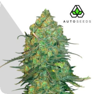 Auto Cannabis Seeds Durban Poison Auto
