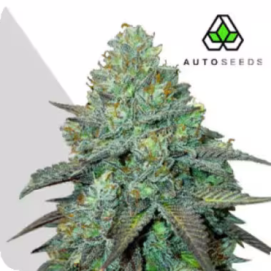 Auto Cannabis Seeds Gelato Auto