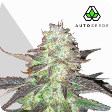 Auto Cannabis Seeds Ghost Train Haze Auto