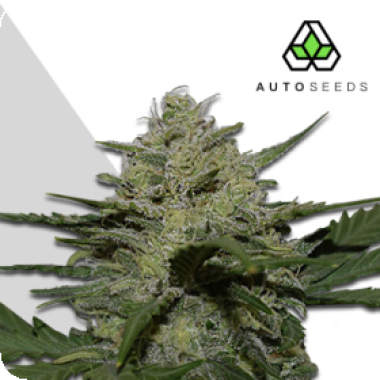 Auto Cannabis Seeds Girl Scout Cookies Auto