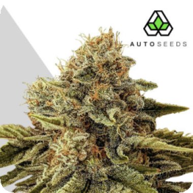 Auto Cannabis Seeds Godfather Og Auto