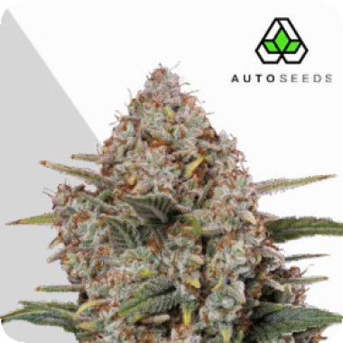 Auto Cannabis Seeds Gorilla Cookies Auto