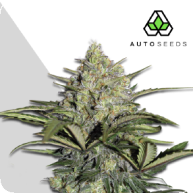 Auto Cannabis Seeds Gorilla Glue Auto