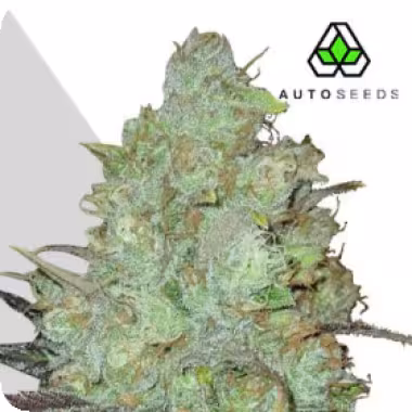 Auto Cannabis Seeds Granddaddy Purple Auto