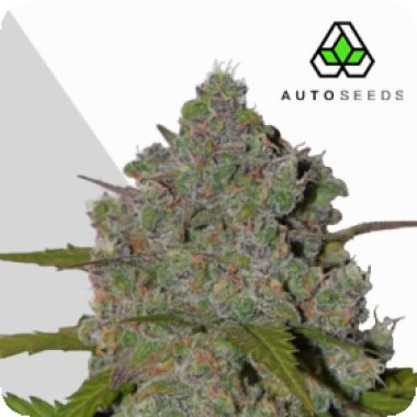 Auto Cannabis Seeds Green Crack Auto