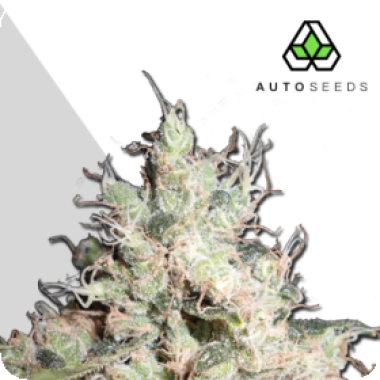 Auto Cannabis Seeds Hijack