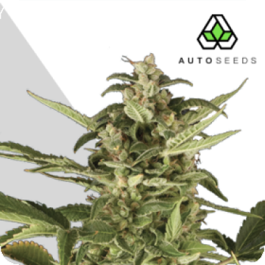 Auto Cannabis Seeds Juicy Lucy