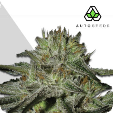 Auto Cannabis Seeds Kush Doctor