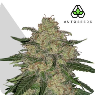 Auto Cannabis Seeds Mango Cookies Auto