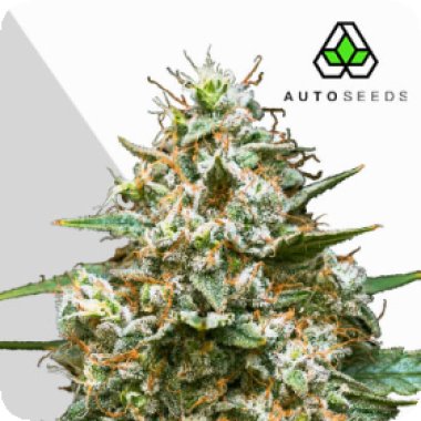 Auto Cannabis Seeds Maui Wowie Auto
