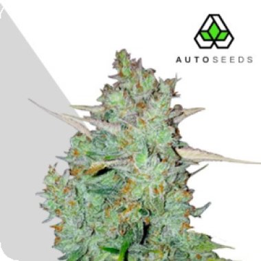 Auto Cannabis Seeds Northern Lights Auto