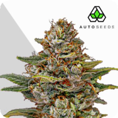 Auto  Cannabis  Seeds  Og  Kush  Auto