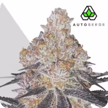 Auto  Cannabis  Seeds  Permanent  Marker  Auto