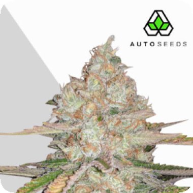 Auto  Cannabis  Seeds  Pineapple  Express  Auto
