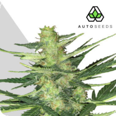 Auto  Cannabis  Seeds  Polar  Express