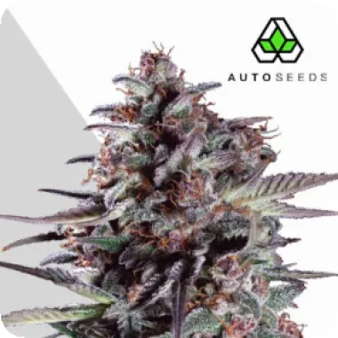 Auto  Cannabis  Seeds  Purple  Lemonade  Auto