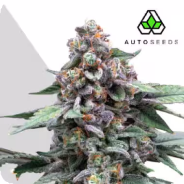 Auto  Cannabis  Seeds  Runtz  Auto