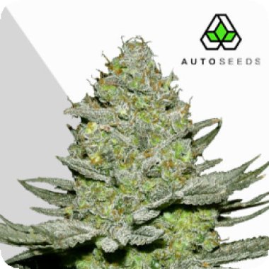 Auto  Cannabis  Seeds  Sour  Diesel  Auto