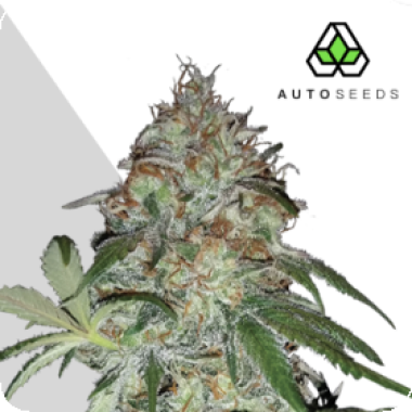 Auto  Cannabis  Seeds  Sucker  Punch
