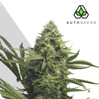 Auto Cannabis Seeds Sweet Cbd Auto