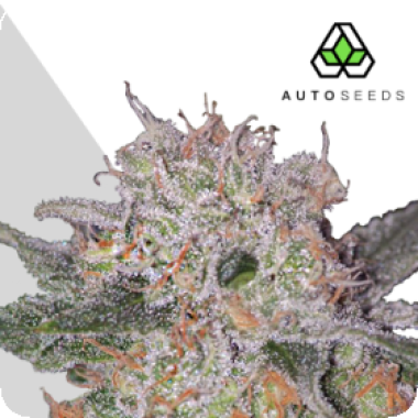 Auto  Cannabis  Seeds  Trans  Siberian