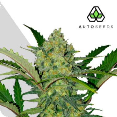 Auto  Cannabis  Seeds  Ultra  Lemon  Haze