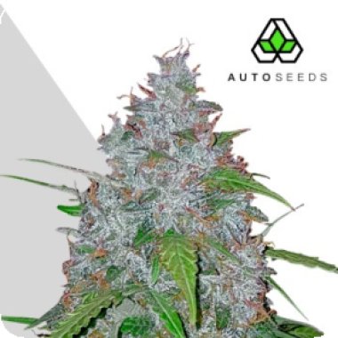 Auto Cannabis Seeds White Widow Auto
