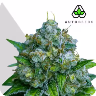 Auto Cannabis Seeds Zkittlez Auto