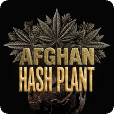 Barneys Farm Cannabis Seeds Afghan Hash Plant Auto