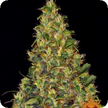 Barneys  Farm  Cannabis  Seeds  Amnesia  Haze  Auto