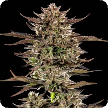 Barneys  Farm  Cannabis  Seeds  Frosted  Zinn  X 3  Bears  Og  Auto