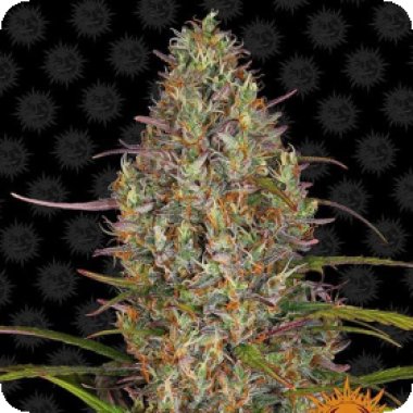 Barneys  Farm  Cannabis  Seeds  Glue  Gelato  Auto